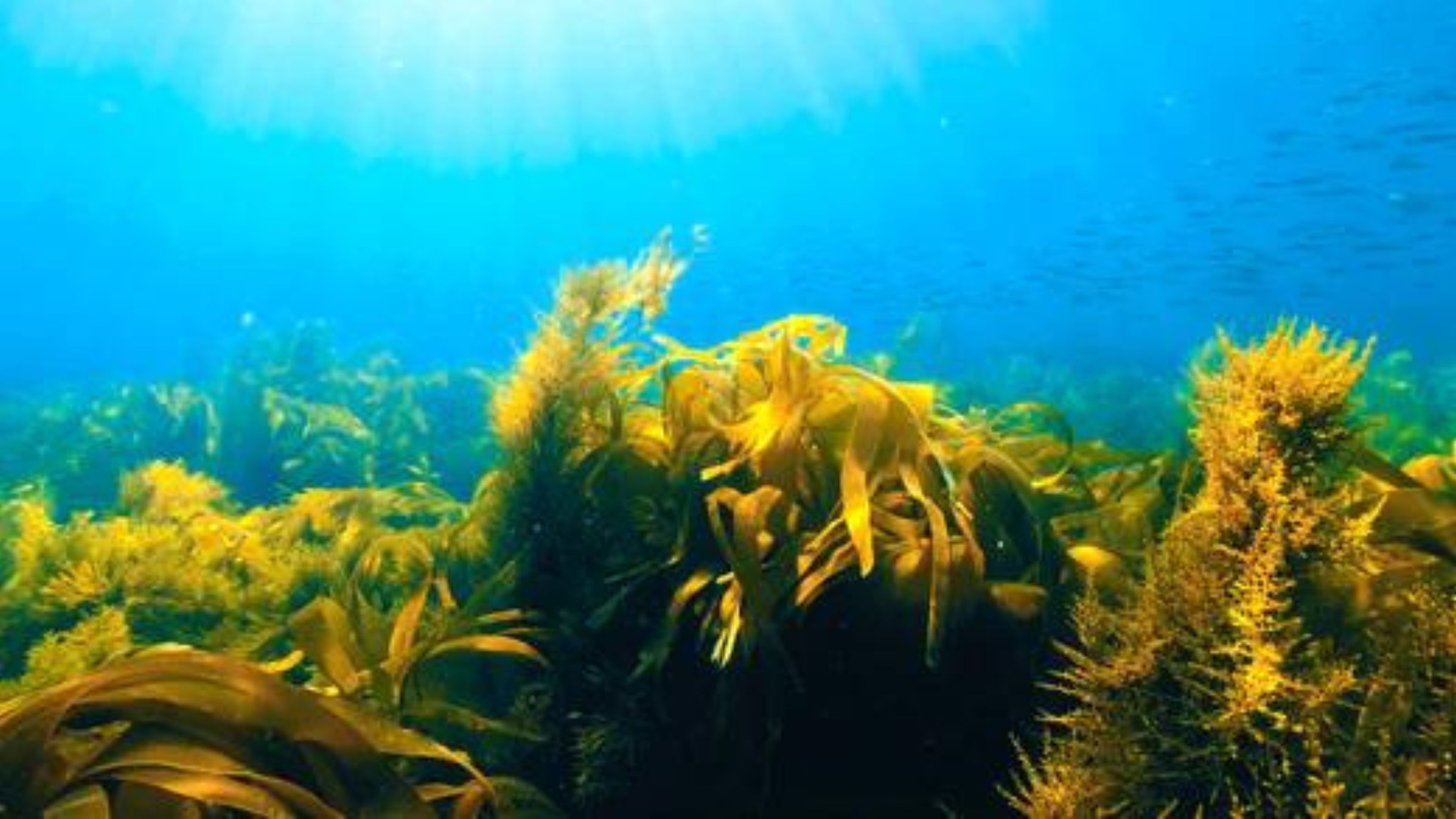 Les algues : les superstars des soins naturels
