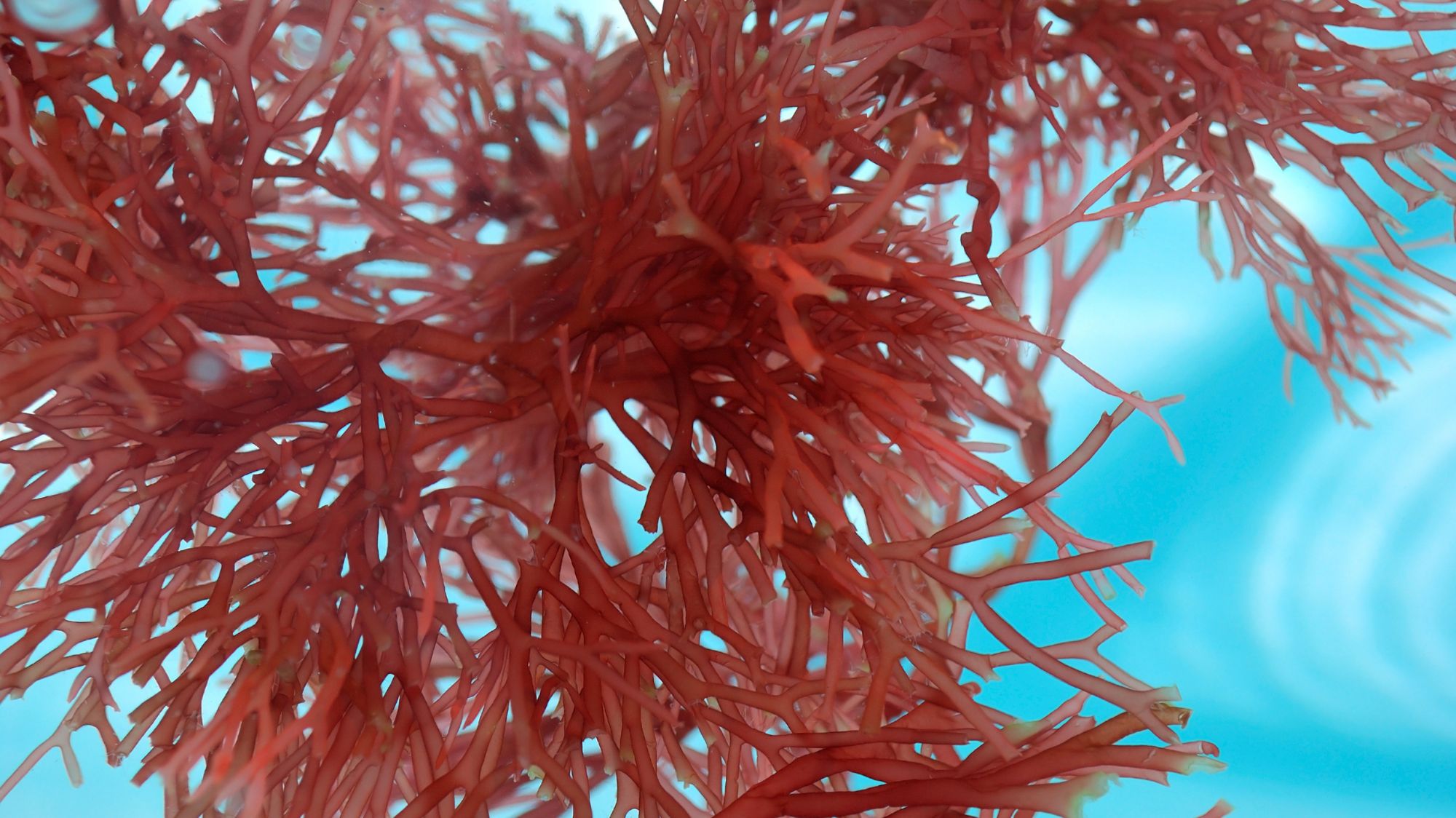 Algue marine rouge dans l'océan
