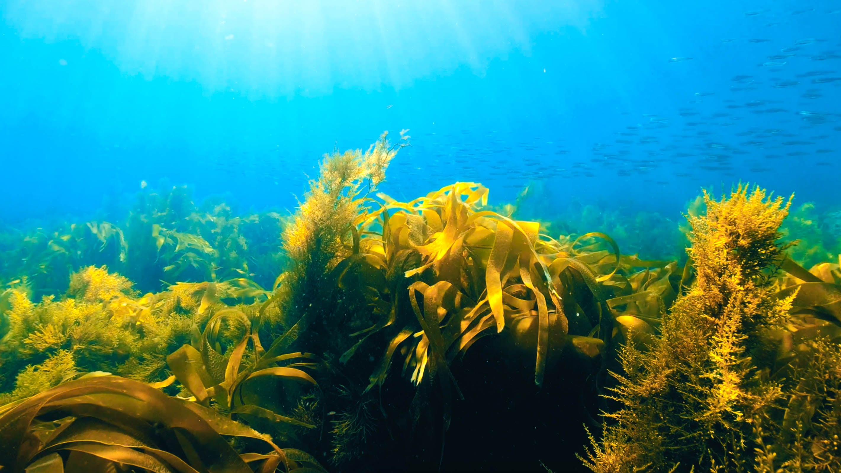 Algues dans les fonds marins