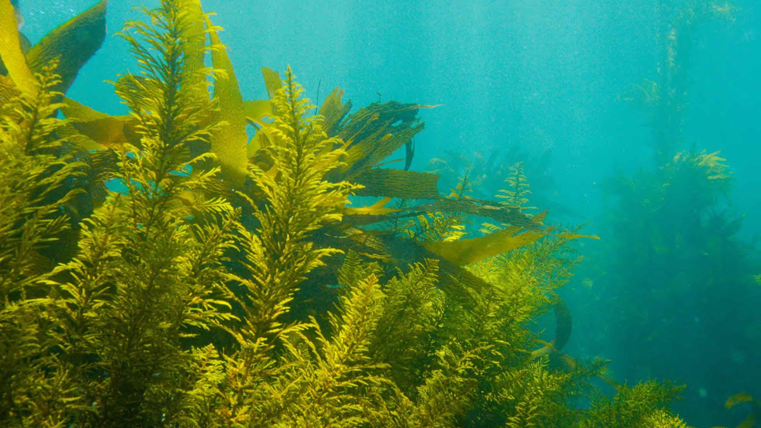 algue marine verte dans l'eau océan