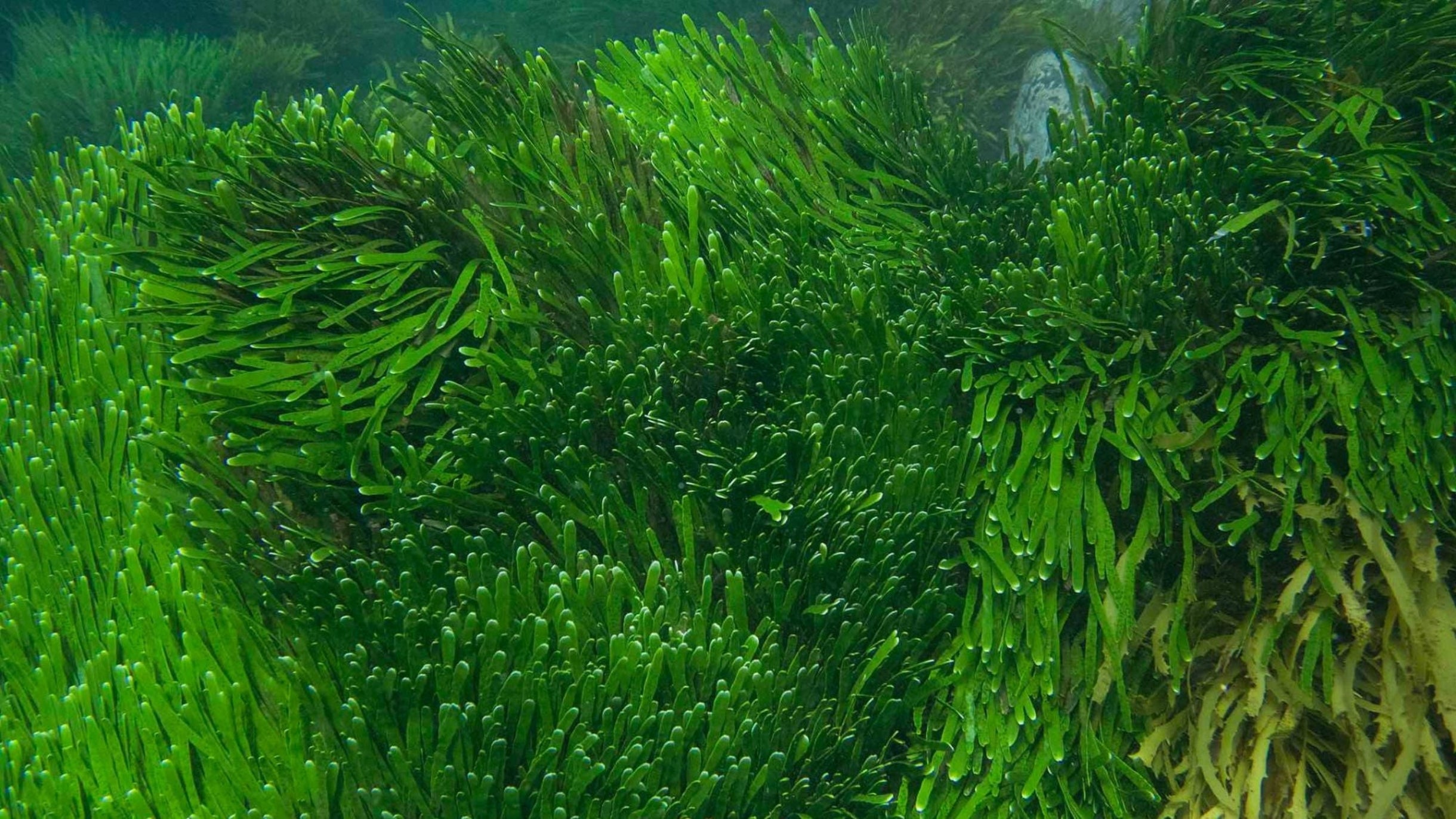 Vous devez plus d'1 respiration sur 2 aux algues