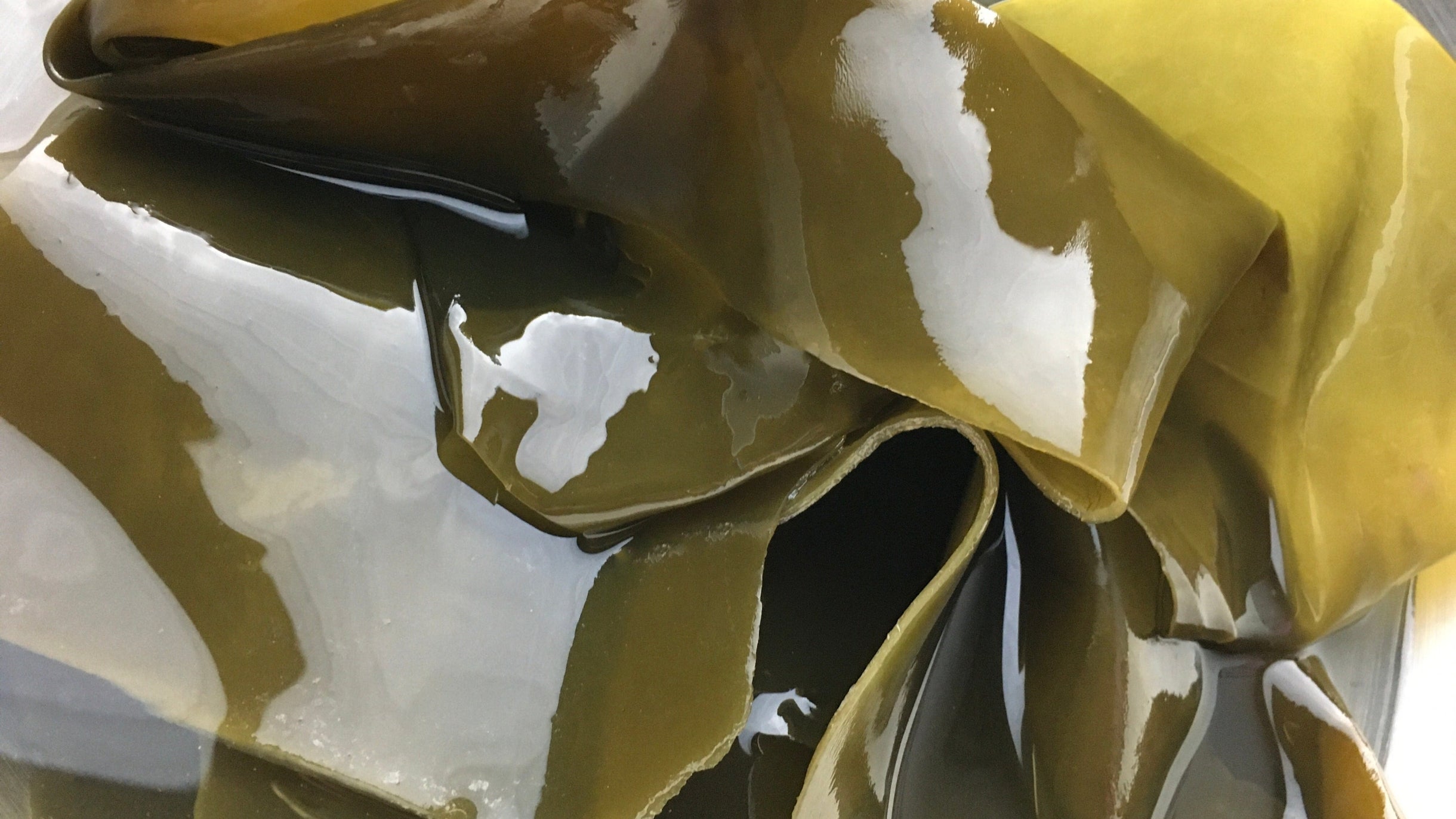 Un des secrets du bien-être sous-marin : le wakame