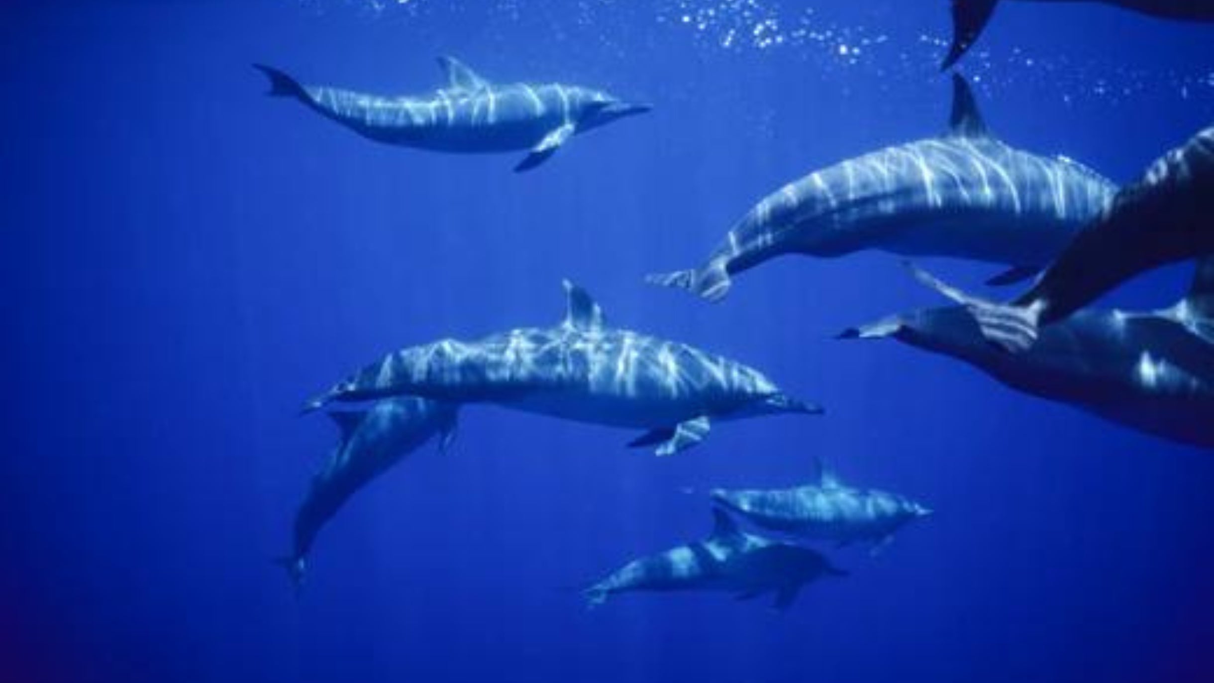 Les océans : un rôle prioritaire pour la planète et les risques majeurs qui les menacent