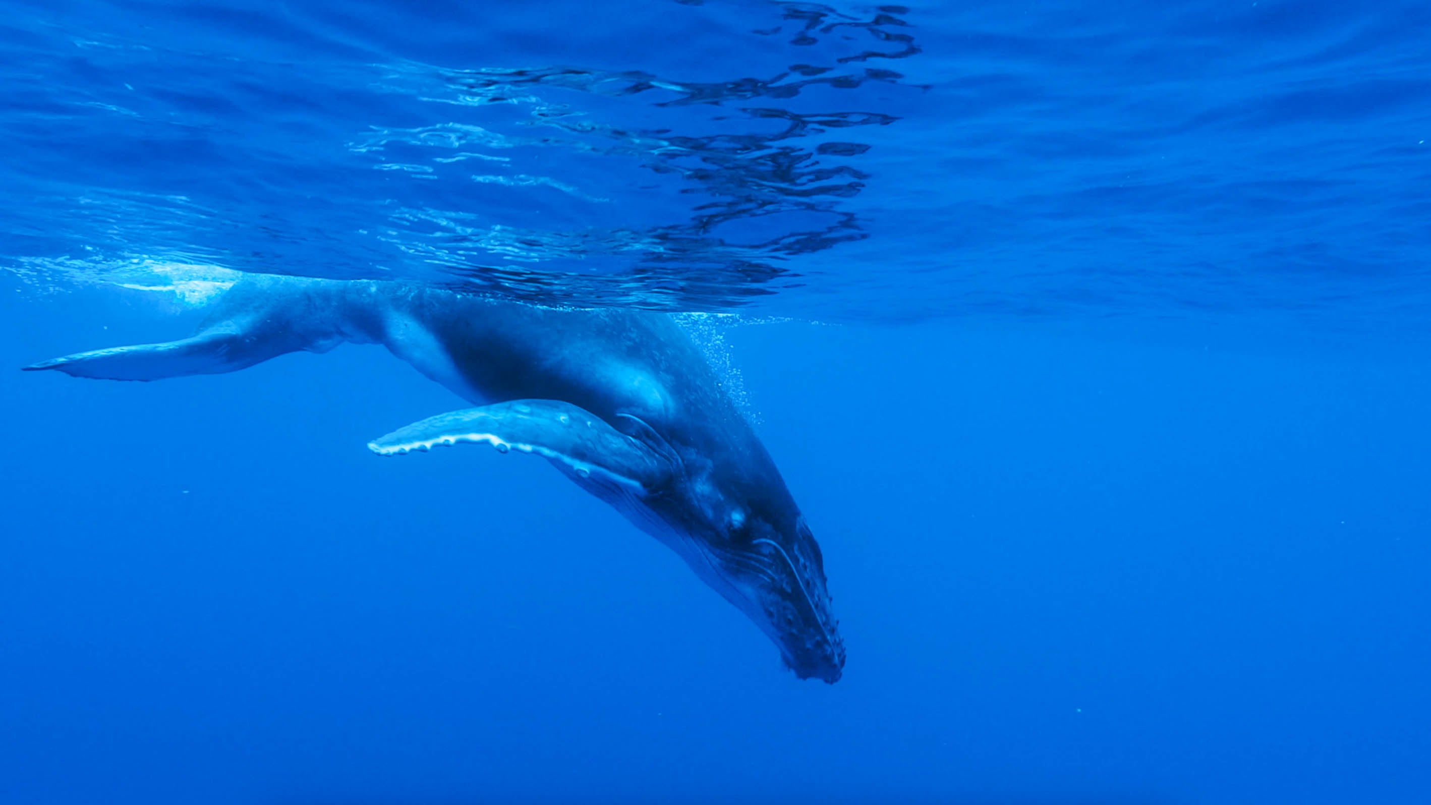 Les baleines dans la lutte contre le changement climatique