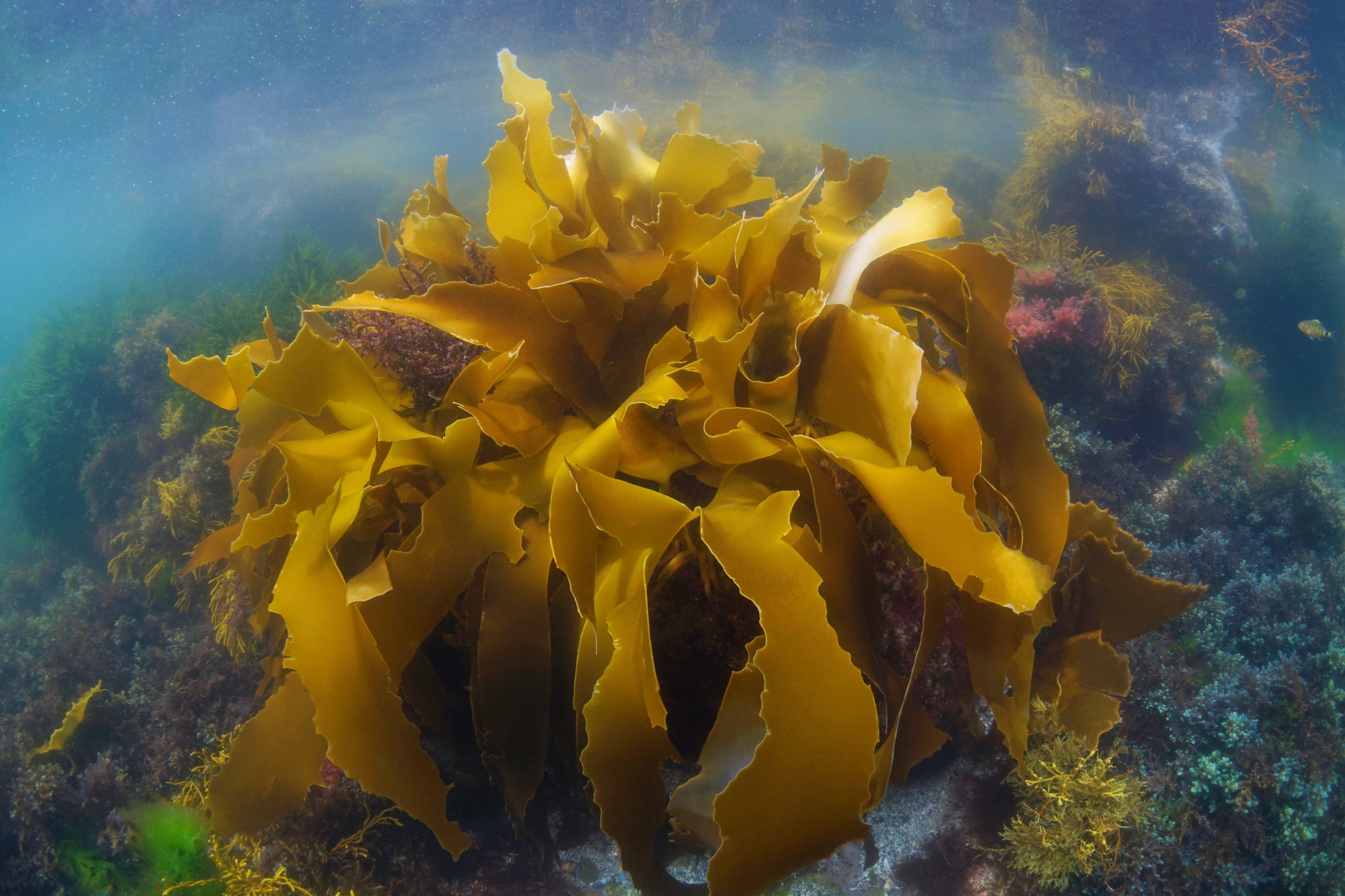 L’algue dorée : le secret marin qui protège la peau des agressions quotidiennes