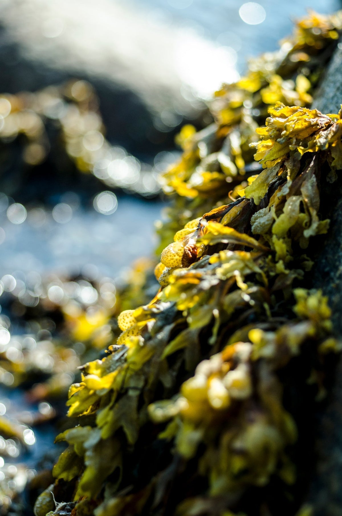 Le Fucus : L'or vert de l'Océan