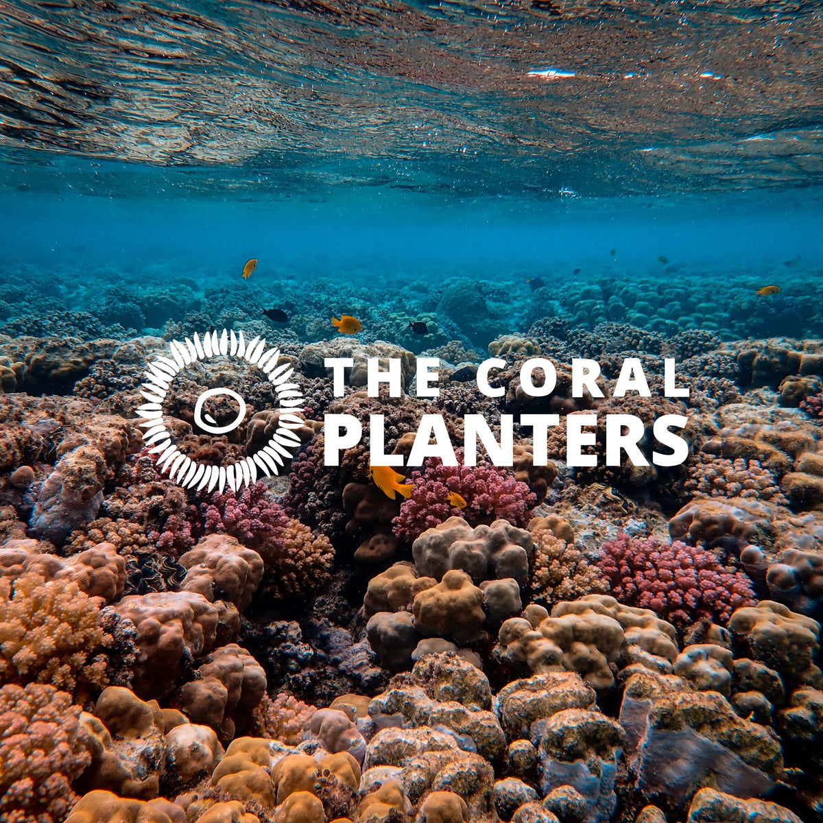 The Coral Planters : gardien du vivant marin
