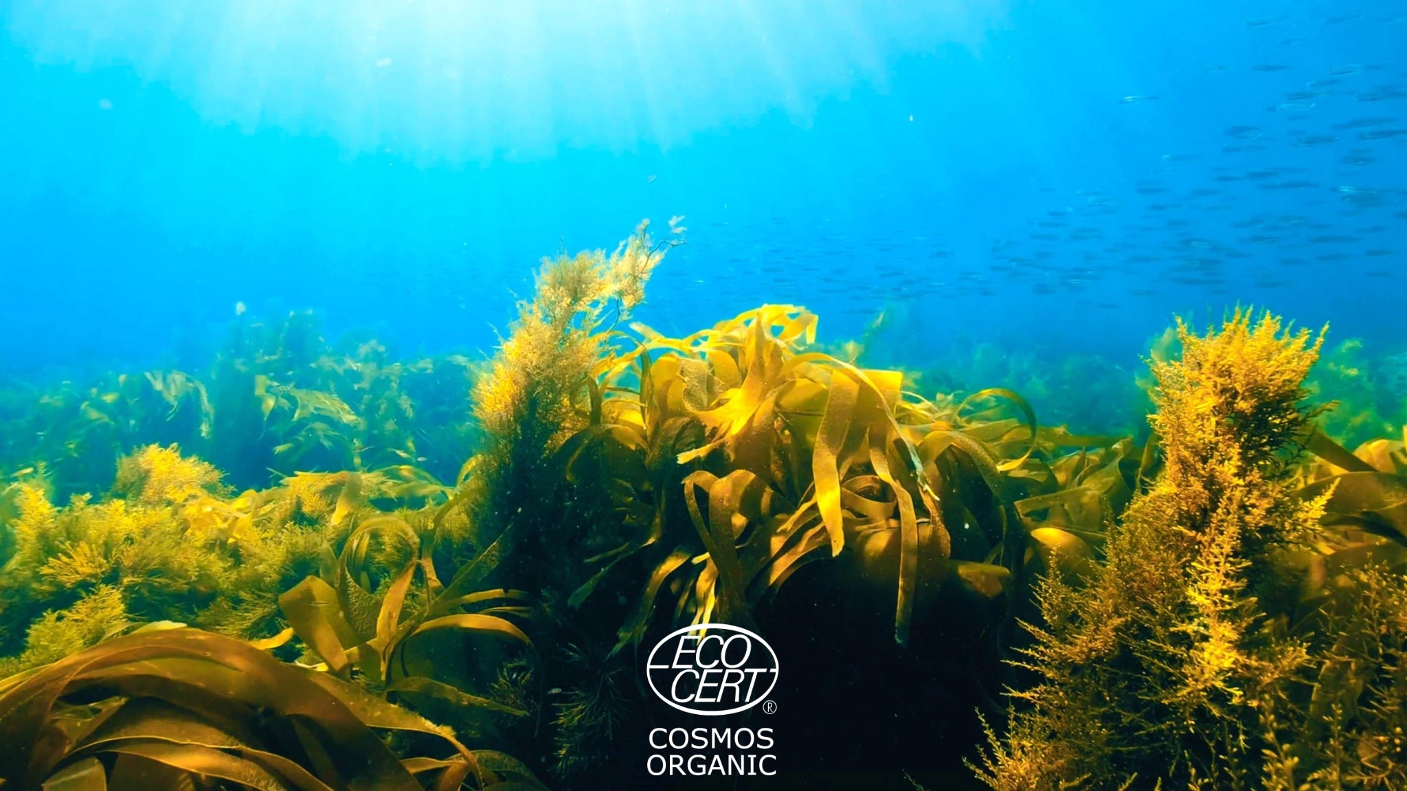 étendue d'algues dans un milieu aquatique vaste éclairé par la lumière du soleil.